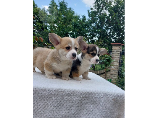 Ουαλικά corgi pembroke κουτάβια